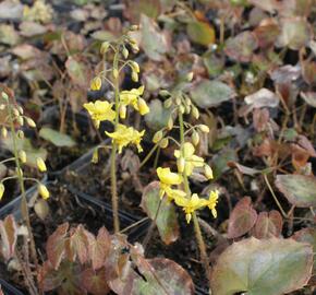 Škornice 'Frohnleiten' - Epimedium perralchicum 'Frohnleiten'