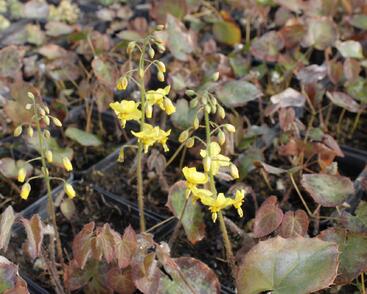 Škornice 'Frohnleiten'