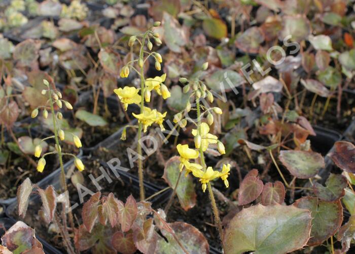 Škornice 'Frohnleiten' - Epimedium perralchicum 'Frohnleiten'
