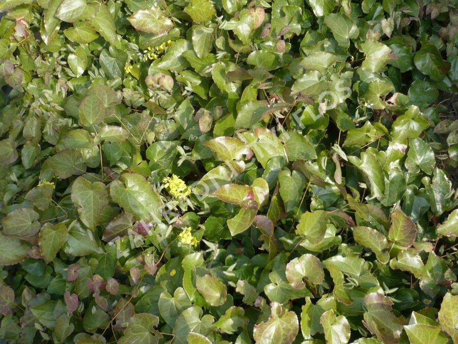 Škornice 'Frohnleiten' - Epimedium perralchicum 'Frohnleiten'
