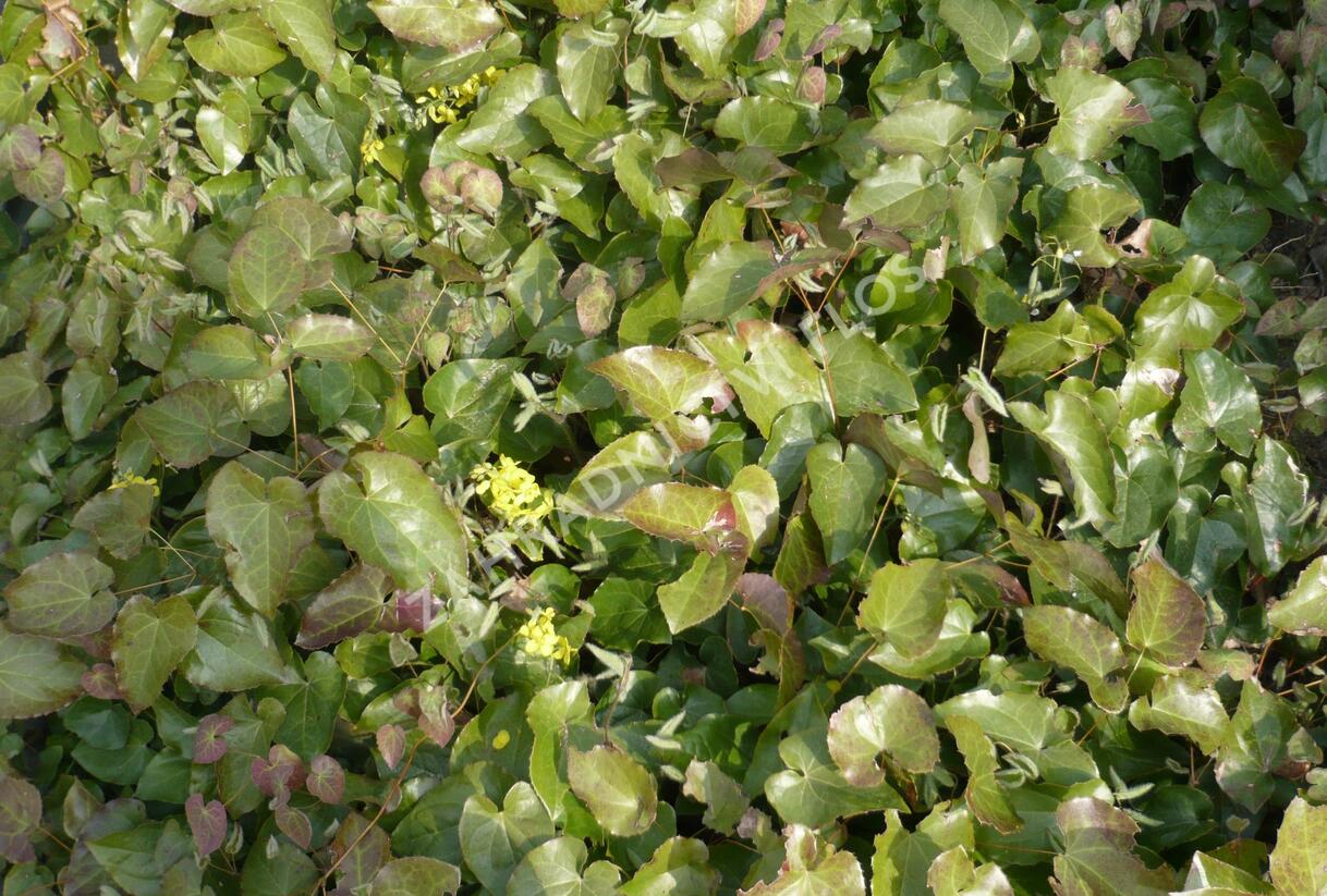 Škornice 'Frohnleiten' - Epimedium perralchicum 'Frohnleiten'