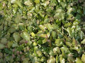 Škornice 'Frohnleiten' - Epimedium perralchicum 'Frohnleiten'