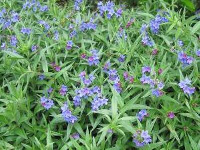 Kamejka modronachová - Buglossoides purpurocaerulea