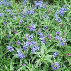 Kamejka modronachová - Buglossoides purpurocaerulea
