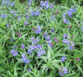 Kamejka modronachová - Buglossoides purpurocaerulea