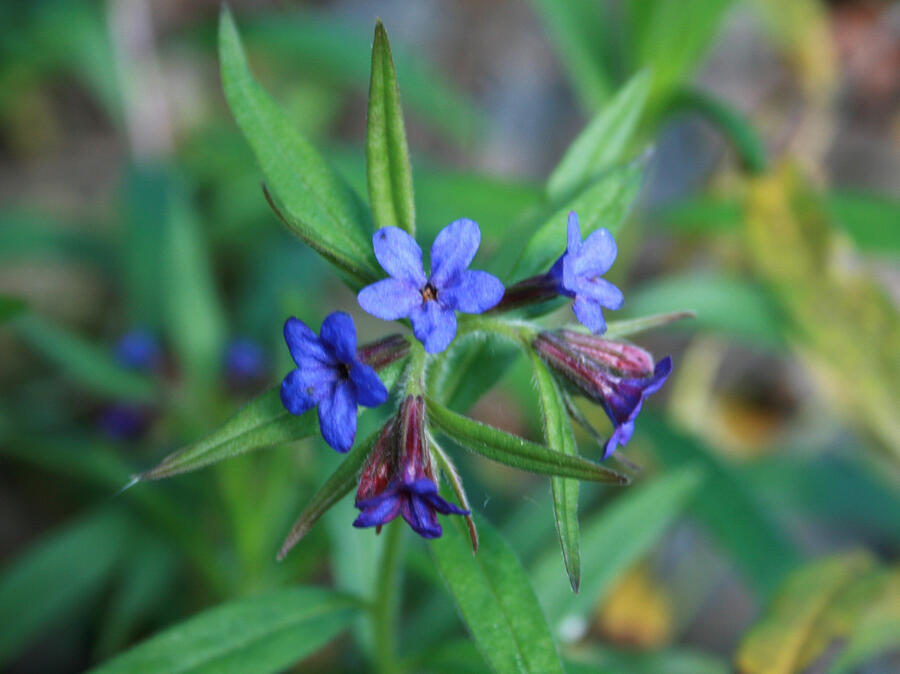 Kamejka modronachová - Buglossoides purpurocaerulea