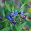 Kamejka modronachová - Buglossoides purpurocaerulea