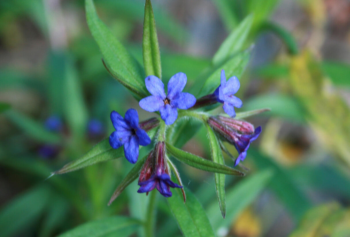 Kamejka modronachová - Buglossoides purpurocaerulea