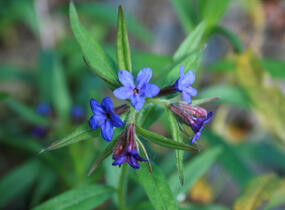 Kamejka modronachová - Buglossoides purpurocaerulea