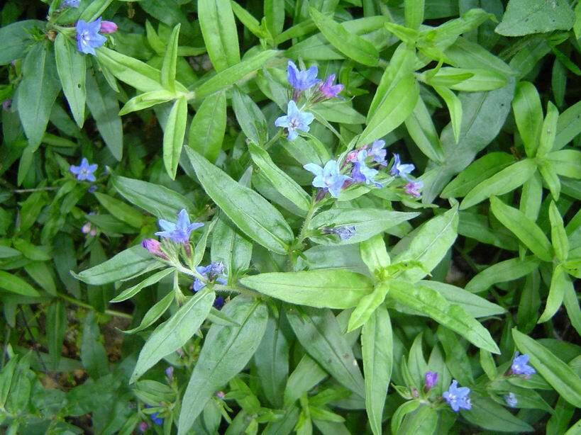 Kamejka modronachová - Buglossoides purpurocaerulea