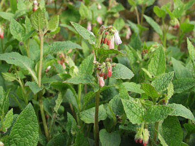 Kostival 'Hidcote Pink' - Symphytum grandiflorum 'Hidcote Pink'