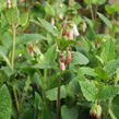 Kostival 'Hidcote Pink' - Symphytum grandiflorum 'Hidcote Pink'