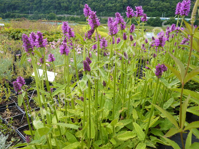 Čistec 'Hummelo' - Stachys officinalis 'Hummelo'