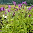 Čistec 'Hummelo' - Stachys officinalis 'Hummelo'