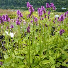 Čistec 'Hummelo' - Stachys officinalis 'Hummelo'