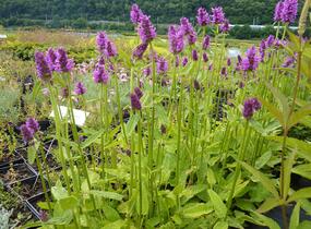 Čistec, bukvice lékařská 'Hummelo' - Stachys (Betonica) officinalis 'Hummelo'