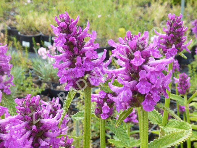 Čistec 'Hummelo' - Stachys officinalis 'Hummelo'