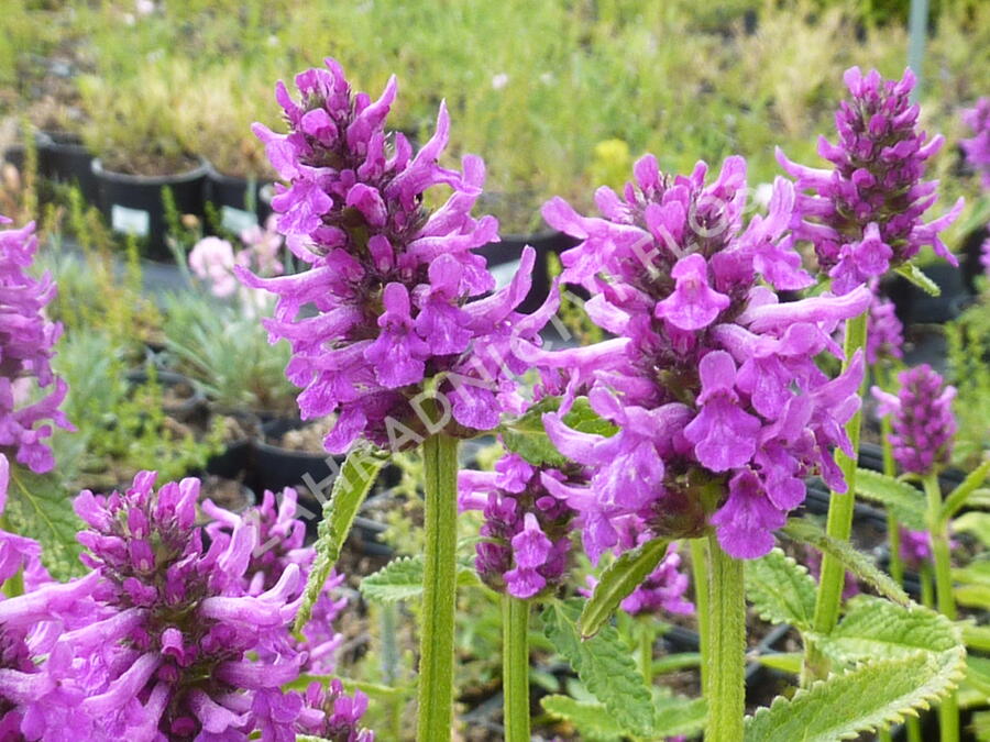Čistec, bukvice lékařská 'Hummelo' - Stachys (Betonica) officinalis 'Hummelo'