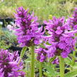 Čistec 'Hummelo' - Stachys officinalis 'Hummelo'