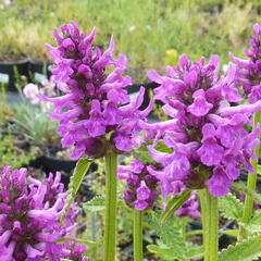 Čistec 'Hummelo' - Stachys officinalis 'Hummelo'