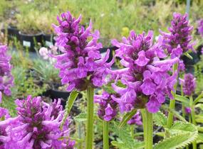 Čistec, bukvice lékařská 'Hummelo' - Stachys (Betonica) officinalis 'Hummelo'