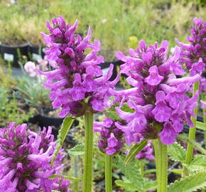 Čistec, bukvice lékařská 'Hummelo' - Stachys (Betonica) officinalis 'Hummelo'