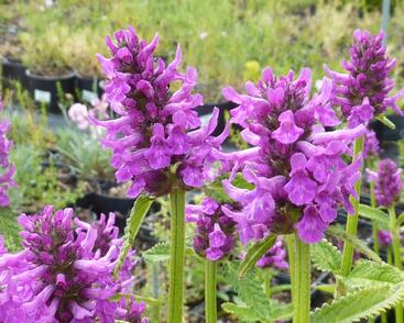 Čistec, bukvice lékařská 'Hummelo'