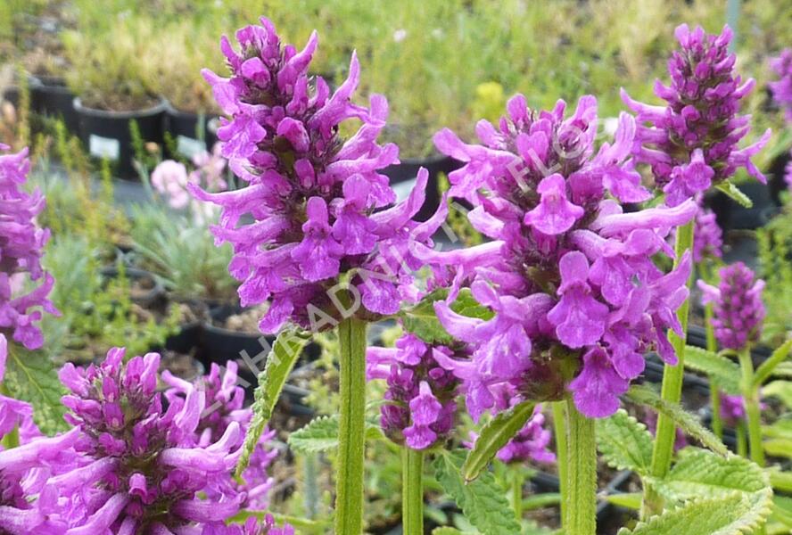 Čistec, bukvice lékařská 'Hummelo' - Stachys (Betonica) officinalis 'Hummelo'
