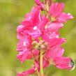 Slézovník 'William Smith' - Sidalcea 'William Smith'