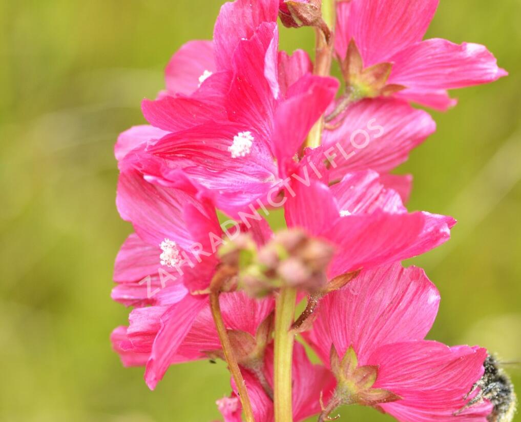 Slézovník 'William Smith' - Sidalcea 'William Smith'