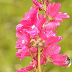 Slézovník 'William Smith' - Sidalcea 'William Smith'