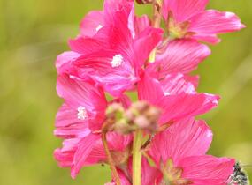 Slézovník 'William Smith' - Sidalcea 'William Smith'