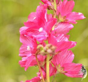 Slézovník 'William Smith' - Sidalcea 'William Smith'