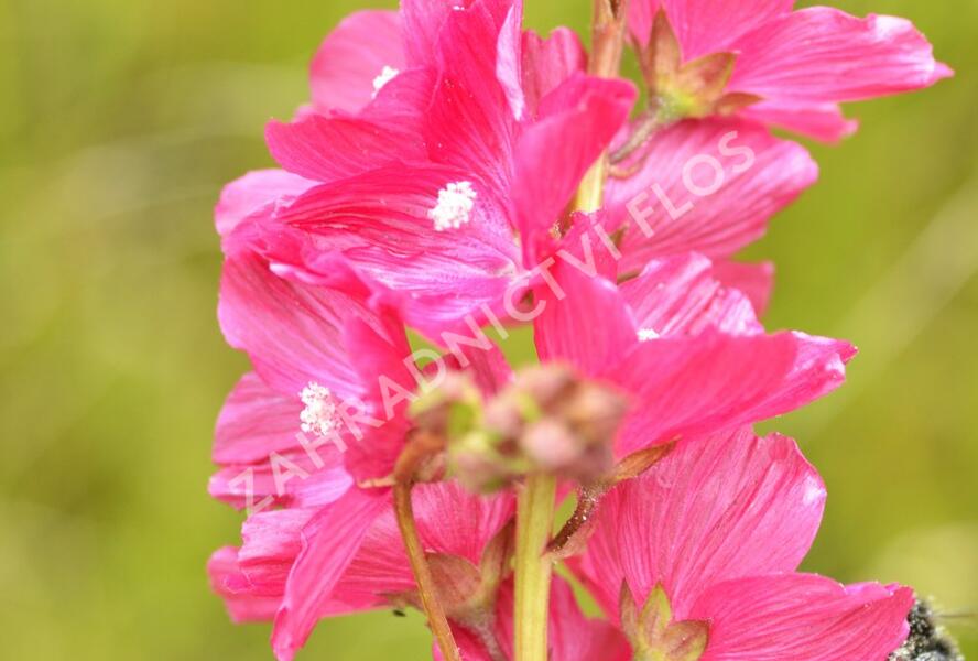 Slézovník 'William Smith' - Sidalcea 'William Smith'
