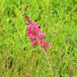 Slézovník 'William Smith' - Sidalcea 'William Smith'