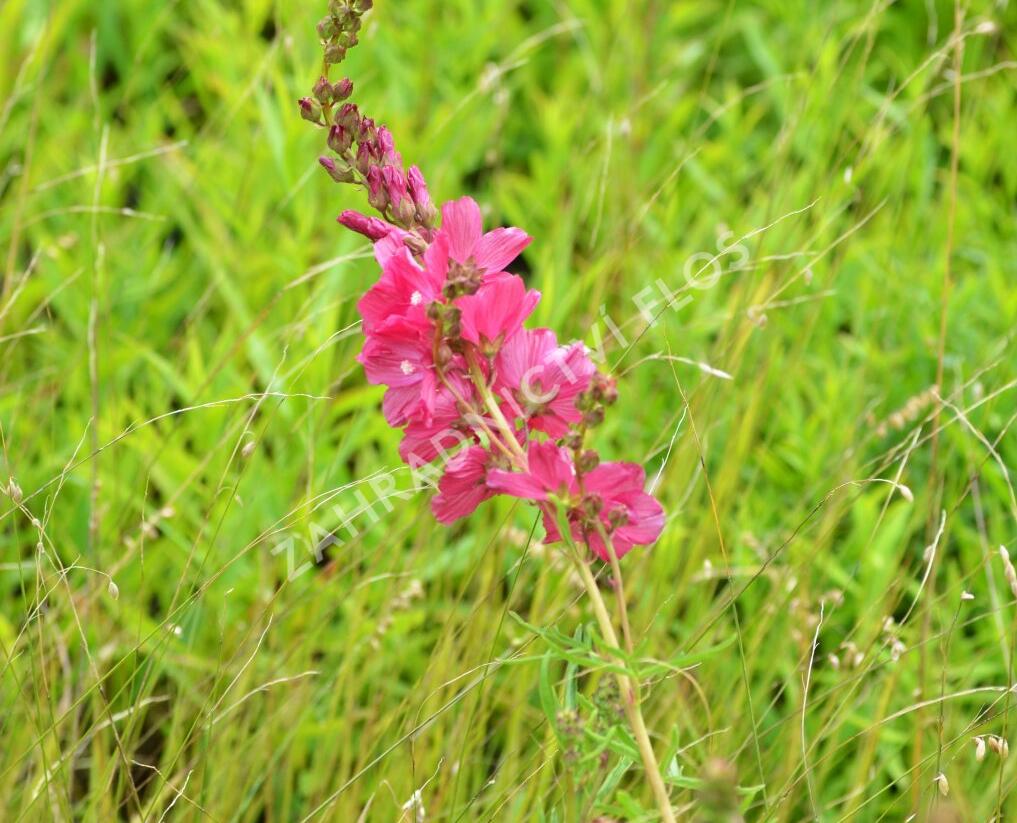 Slézovník 'William Smith' - Sidalcea 'William Smith'