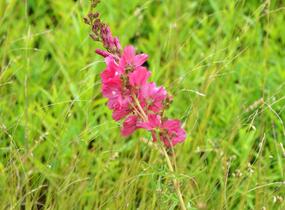 Slézovník 'William Smith' - Sidalcea 'William Smith'