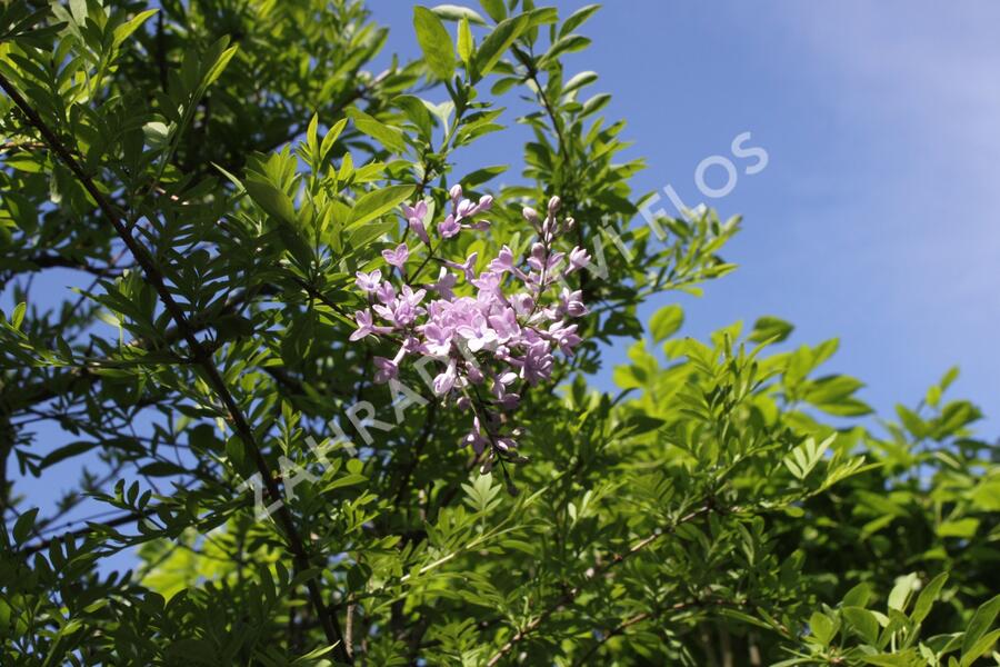 Šeřík - Syringa afghanica