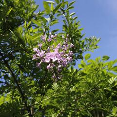 Šeřík - Syringa afghanica