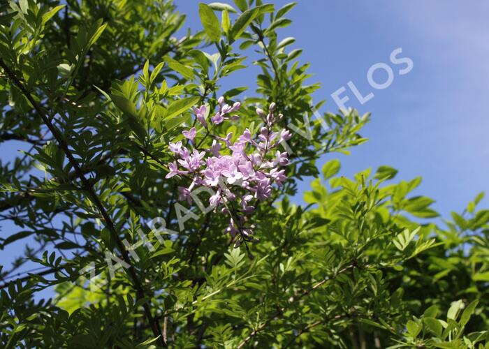 Šeřík - Syringa afghanica