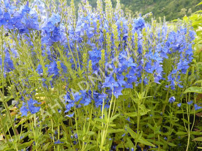 Rozrazil ožankovitý 'Kapitän' - Veronica teucrium 'Kapitän'