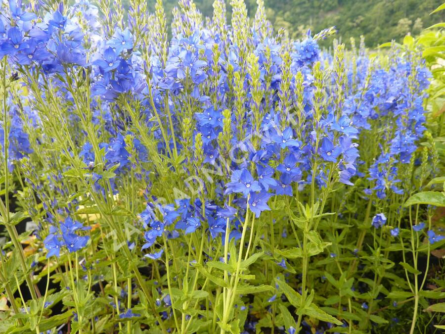 Rozrazil ožankovitý 'Kapitän' - Veronica teucrium 'Kapitän'