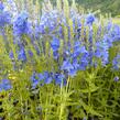 Rozrazil ožankovitý 'Kapitän' - Veronica teucrium 'Kapitän'