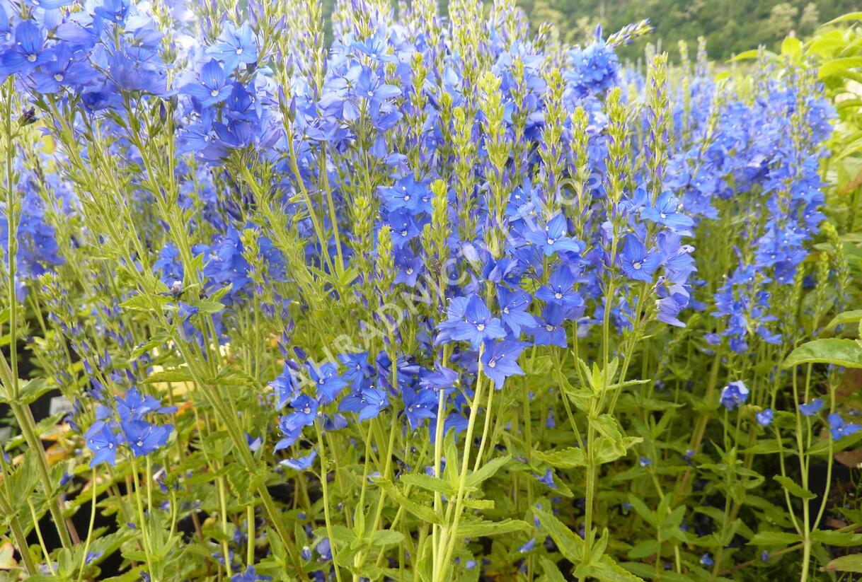 Rozrazil ožankovitý 'Kapitän' - Veronica teucrium 'Kapitän'