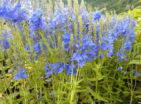 Rozrazil ožankovitý 'Kapitän' - Veronica teucrium 'Kapitän'