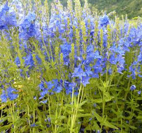 Rozrazil ožankovitý 'Kapitän' - Veronica teucrium 'Kapitän'