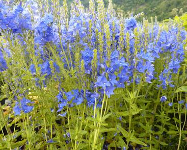 Rozrazil ožankovitý 'Kapitän'