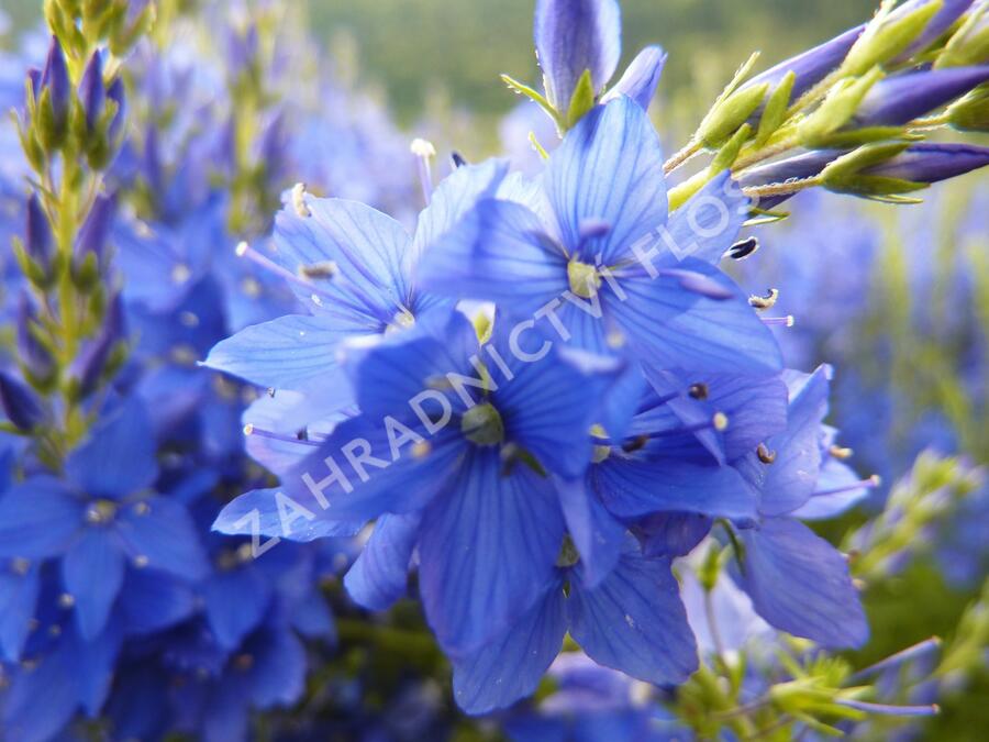 Rozrazil ožankovitý 'Kapitän' - Veronica teucrium 'Kapitän'