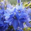 Rozrazil ožankovitý 'Kapitän' - Veronica teucrium 'Kapitän'