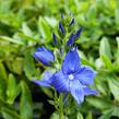 Rozrazil ožankovitý 'Kapitän' - Veronica teucrium 'Kapitän'